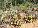 Aloe ukambensis Ghazi GPS163 Kenya 2012_PV0091 .jpg